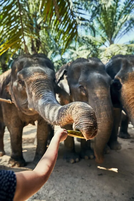 Aanayoottu elephant feeding