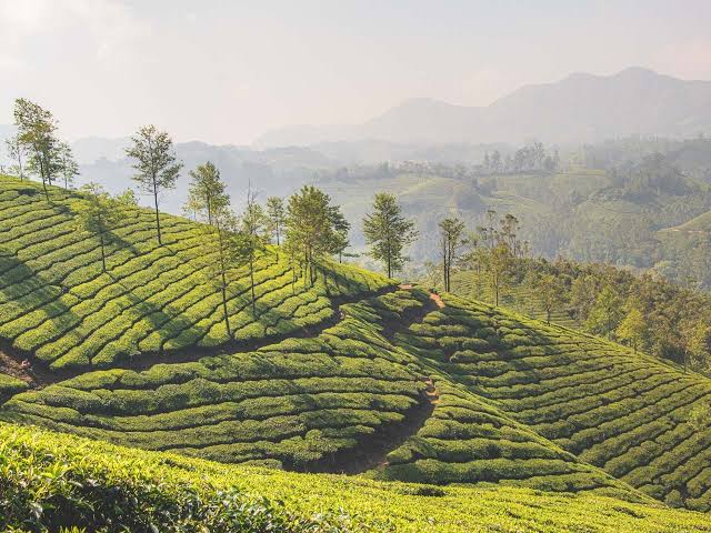 Trivandrum to Munnar Road Trip: Ultimate 2025 Guide